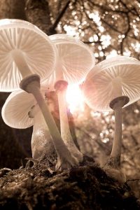 Mushroom Products